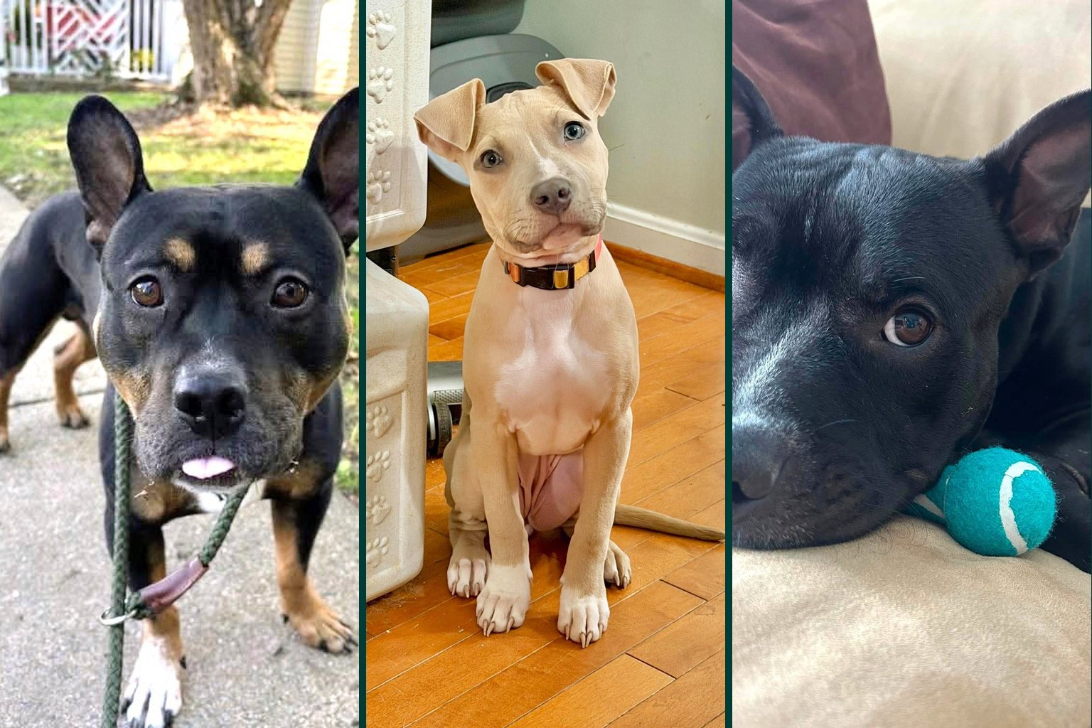 Dog Adoption with Lovepaws Rescue